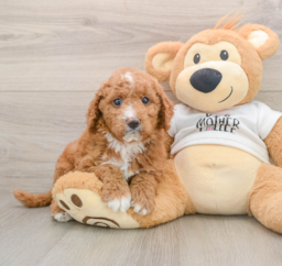 6 week old Mini Goldendoodle Puppy For Sale - Florida Fur Babies