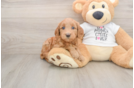 Smart Mini Goldendoodle Poodle Mix Pup