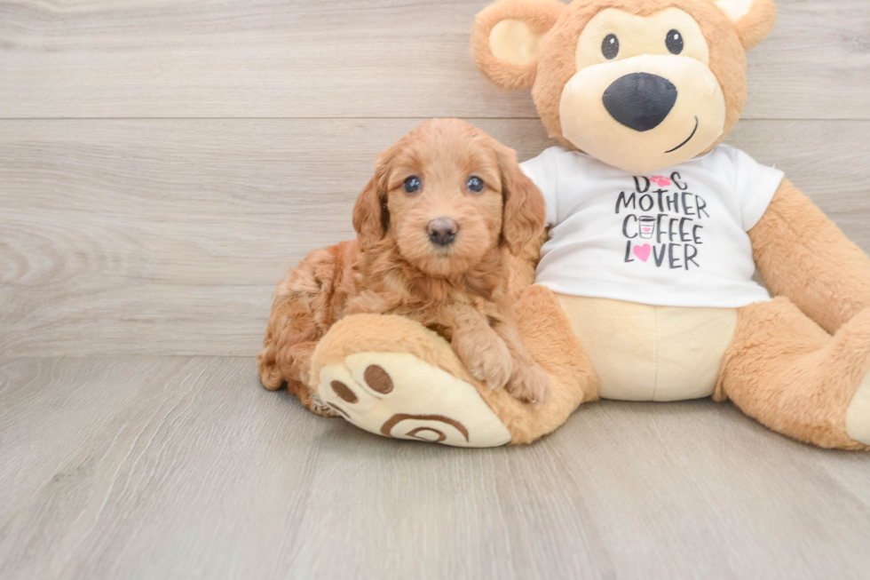 Smart Mini Goldendoodle Poodle Mix Pup