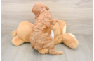 Energetic Golden Doodle Poodle Mix Puppy
