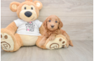 Mini Goldendoodle Pup Being Cute