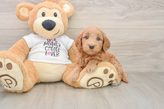 Mini Goldendoodle Pup Being Cute
