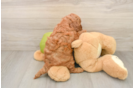 Funny Mini Goldendoodle Poodle Mix Pup