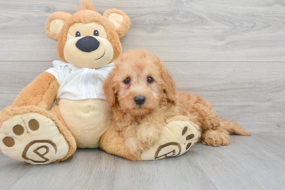 Hypoallergenic Golden Retriever Poodle Mix Puppy