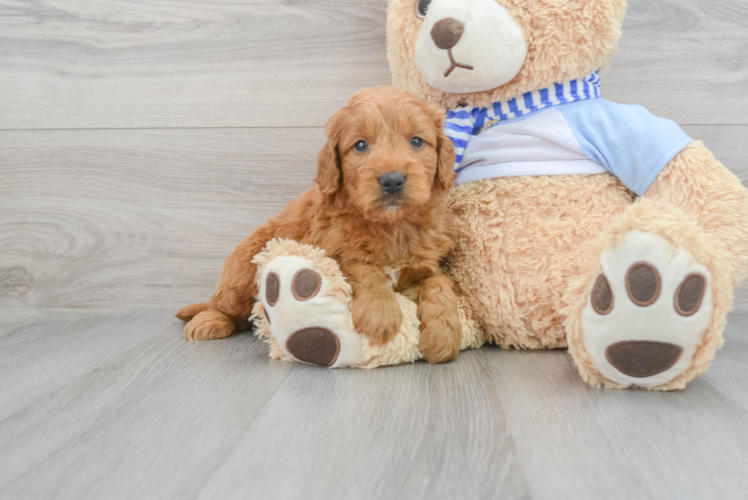 Best Mini Goldendoodle Baby