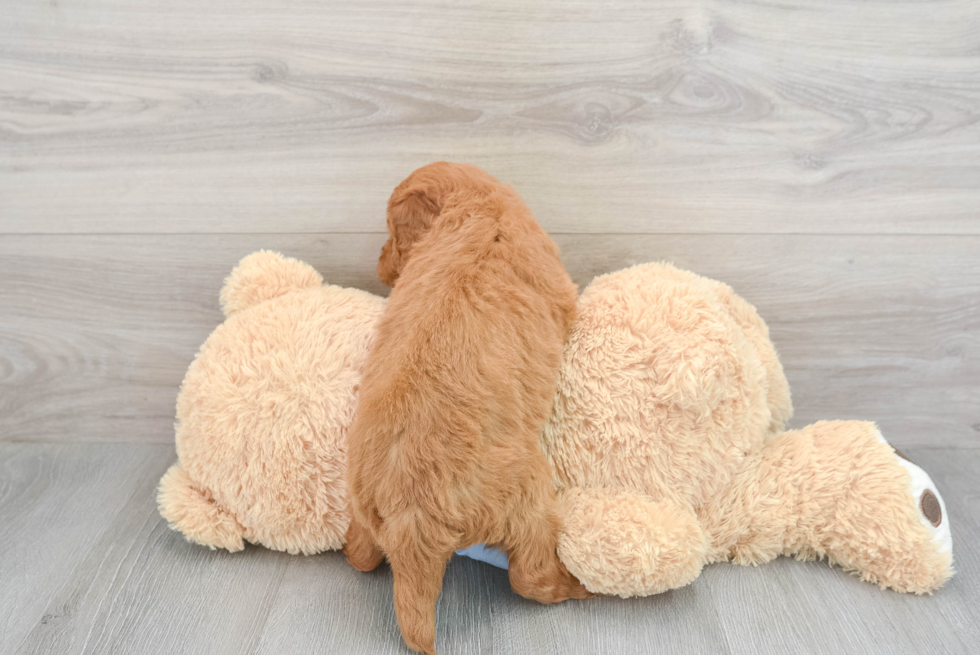 Mini Goldendoodle Puppy for Adoption