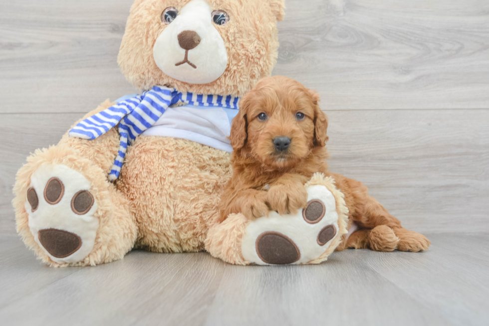 Mini Goldendoodle Pup Being Cute