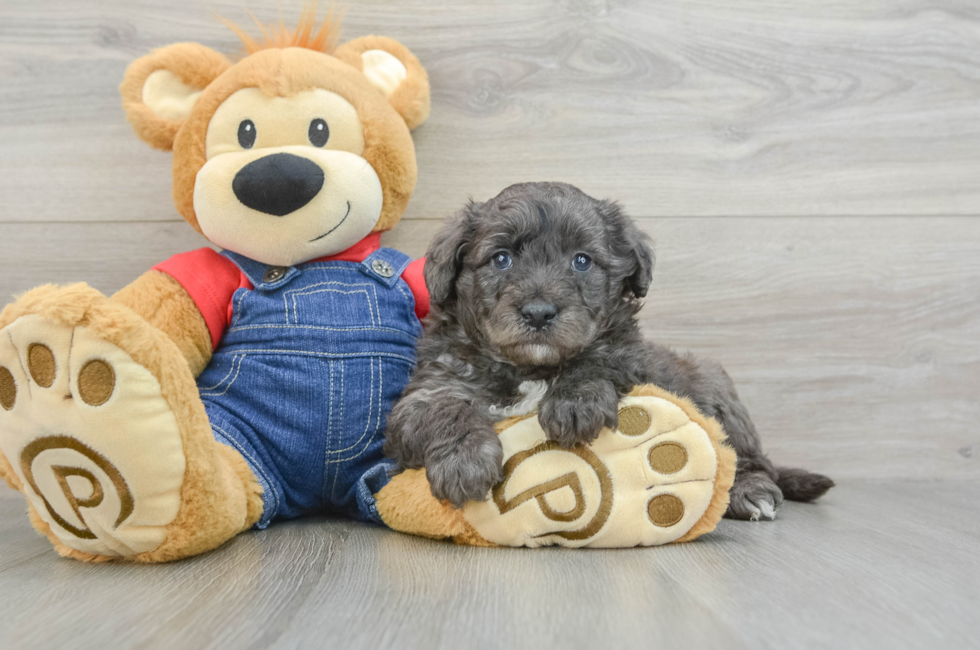 6 week old Mini Goldendoodle Puppy For Sale - Florida Fur Babies