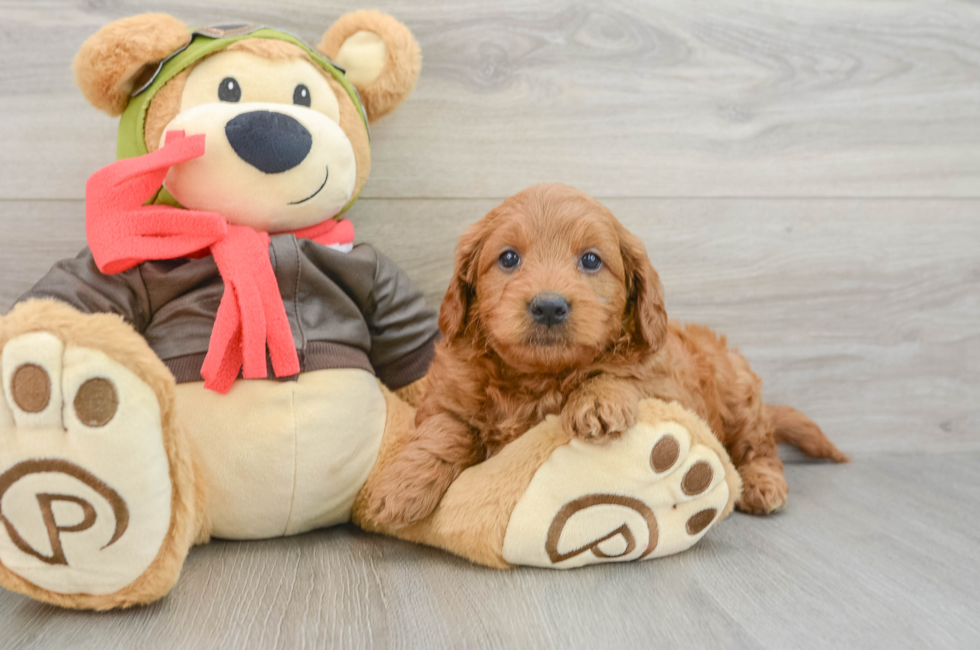 5 week old Mini Goldendoodle Puppy For Sale - Florida Fur Babies