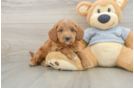 Fluffy Mini Goldendoodle Poodle Mix Pup