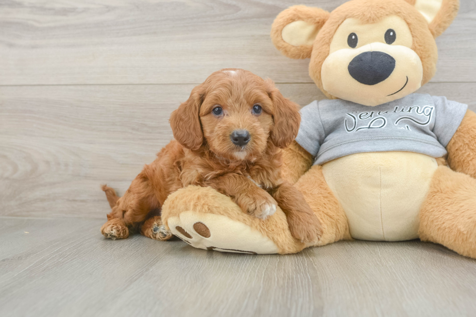 Fluffy Mini Goldendoodle Poodle Mix Pup
