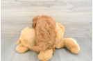 Mini Goldendoodle Puppy for Adoption