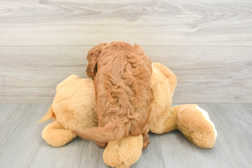 Mini Goldendoodle Puppy for Adoption