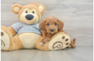 Mini Goldendoodle Puppy for Adoption