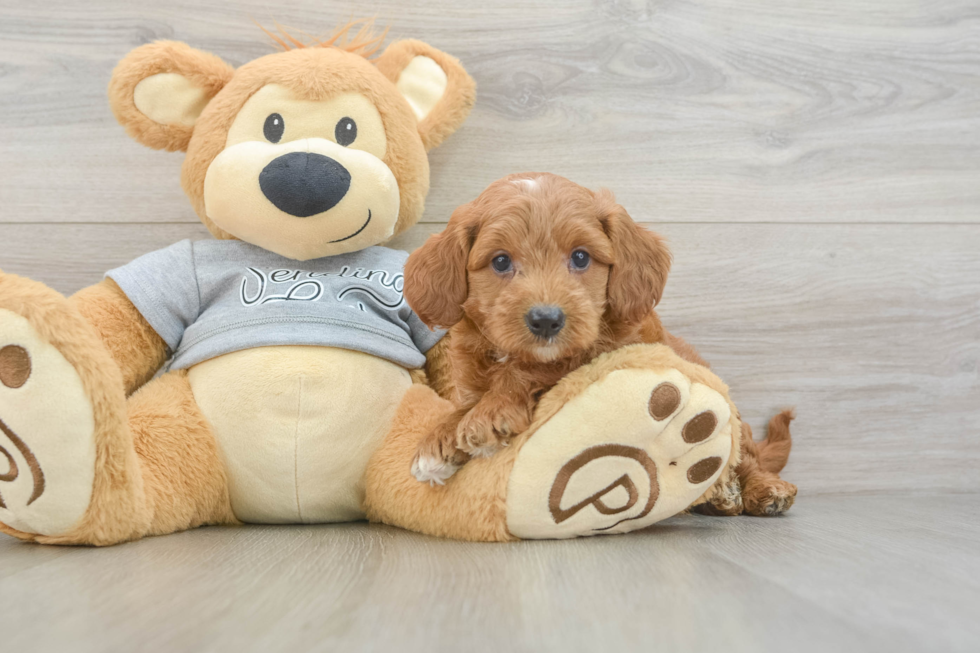 Mini Goldendoodle Puppy for Adoption