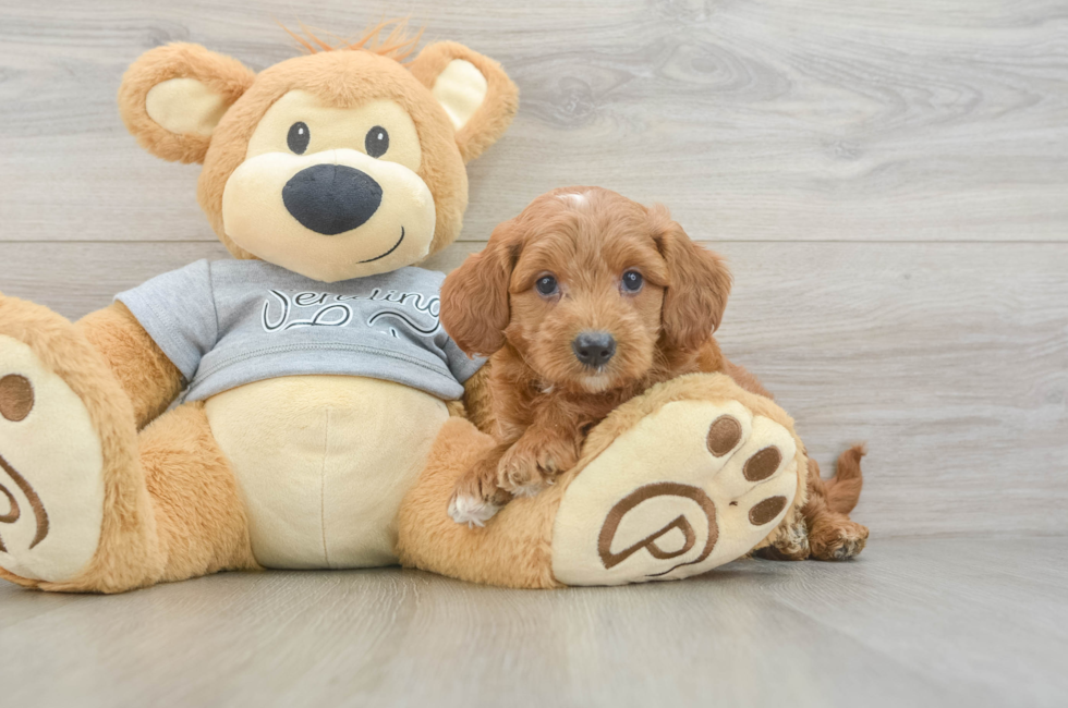 6 week old Mini Goldendoodle Puppy For Sale - Florida Fur Babies