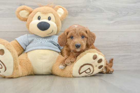 Mini Goldendoodle Puppy for Adoption