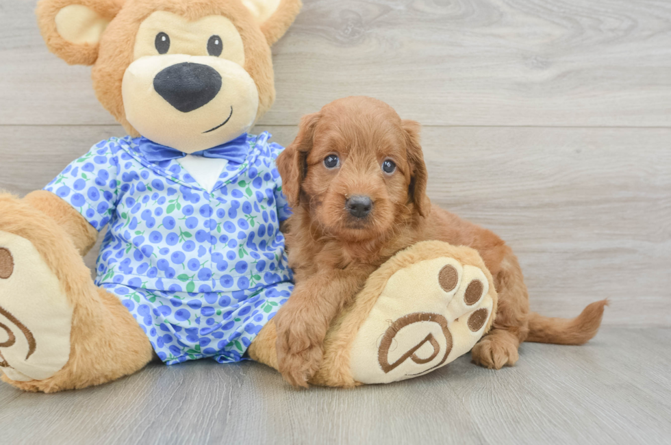 5 week old Mini Goldendoodle Puppy For Sale - Florida Fur Babies