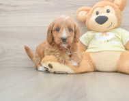7 week old Mini Goldendoodle Puppy For Sale - Florida Fur Babies