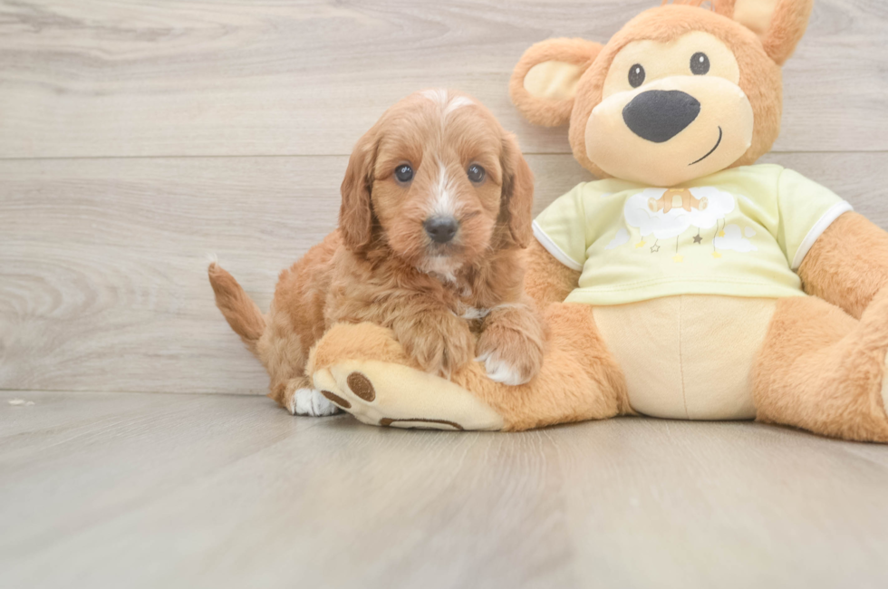 6 week old Mini Goldendoodle Puppy For Sale - Florida Fur Babies