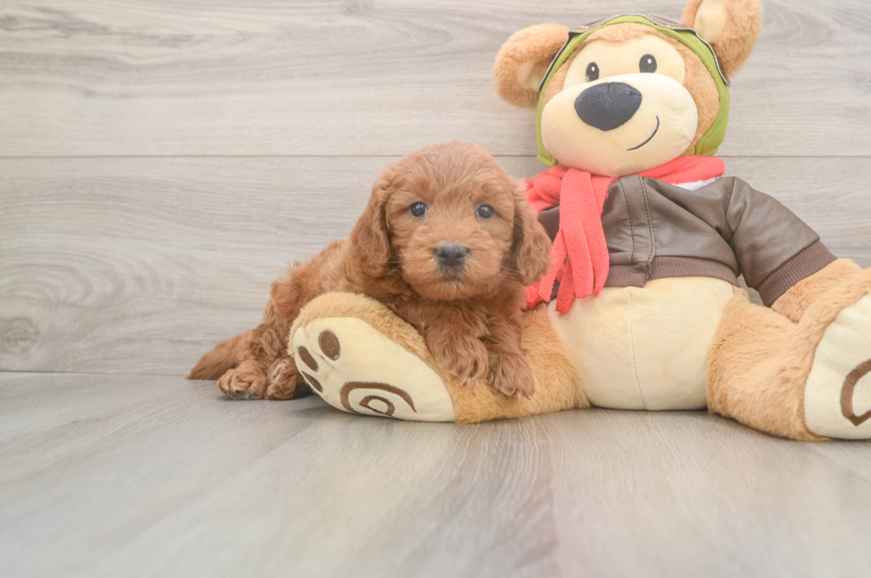 5 week old Mini Goldendoodle Puppy For Sale - Florida Fur Babies