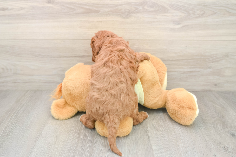 Popular Mini Goldendoodle Poodle Mix Pup