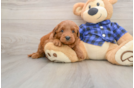 Mini Goldendoodle Pup Being Cute