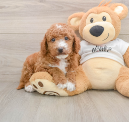 6 week old Mini Goldendoodle Puppy For Sale - Florida Fur Babies