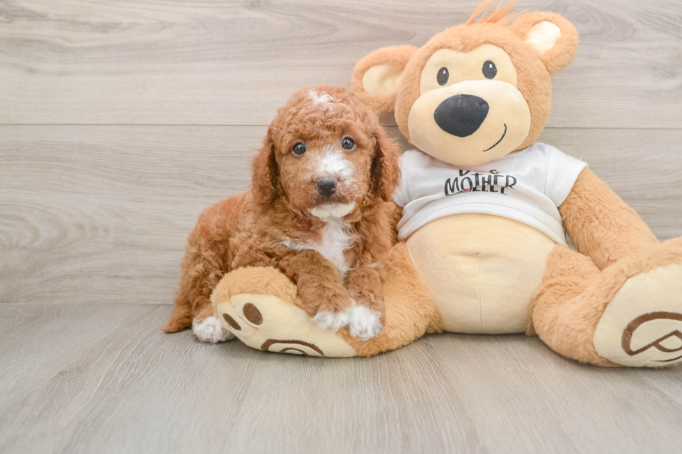 Small Mini Goldendoodle Baby