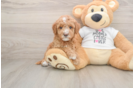 Popular Mini Goldendoodle Poodle Mix Pup