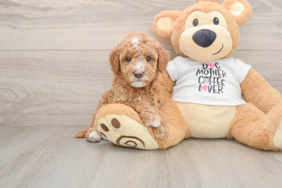 Popular Mini Goldendoodle Poodle Mix Pup