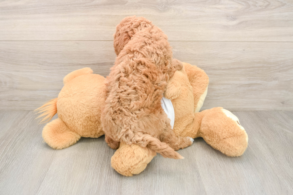 Best Mini Goldendoodle Baby