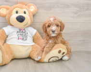 7 week old Mini Goldendoodle Puppy For Sale - Florida Fur Babies