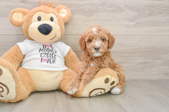 Best Mini Goldendoodle Baby