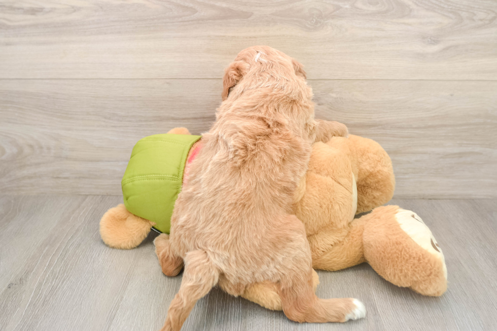 Happy Mini Goldendoodle Baby