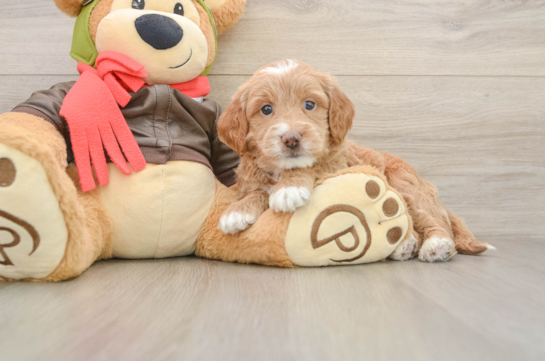 Popular Mini Goldendoodle Poodle Mix Pup
