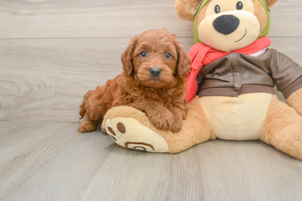 Mini Goldendoodle Pup Being Cute