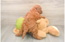 Cute Mini Goldendoodle Baby