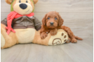 Sweet Mini Goldendoodle Baby
