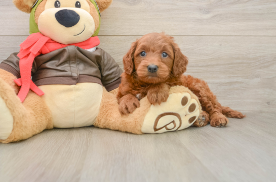Sweet Mini Goldendoodle Baby