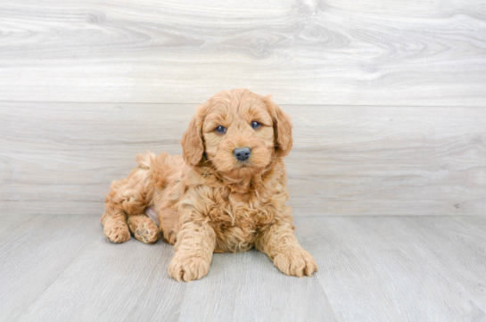 Mini Goldendoodle Pup Being Cute