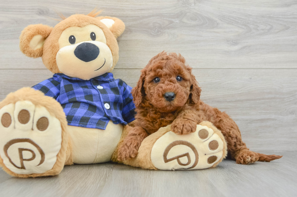 5 week old Mini Goldendoodle Puppy For Sale - Florida Fur Babies