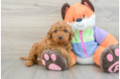Cute Mini Goldendoodle Baby