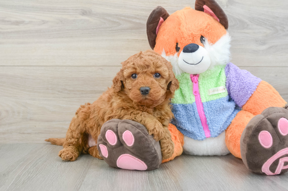Cute Mini Goldendoodle Baby