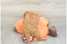 Cute Mini Goldendoodle Baby