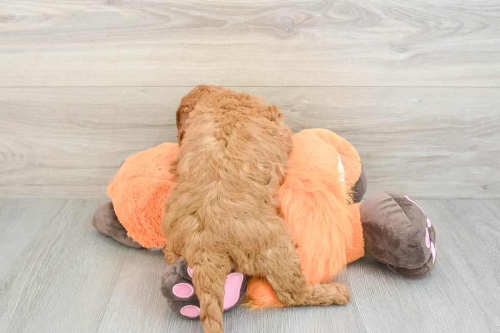 Cute Mini Goldendoodle Baby