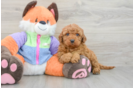 Popular Mini Goldendoodle Poodle Mix Pup