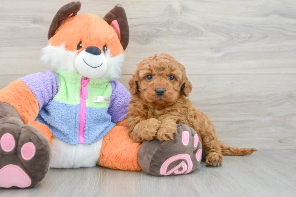 Popular Mini Goldendoodle Poodle Mix Pup