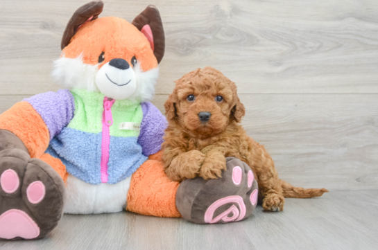 Popular Mini Goldendoodle Poodle Mix Pup
