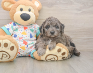 6 week old Mini Goldendoodle Puppy For Sale - Florida Fur Babies